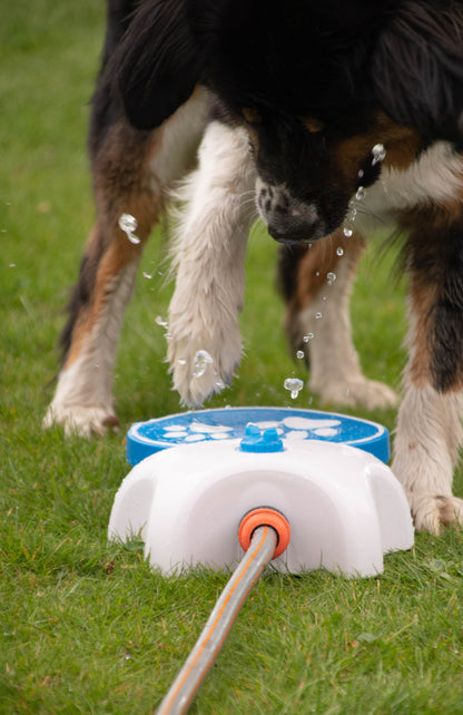 Fontaine à eau interactive pour chien - Coolpets Splash