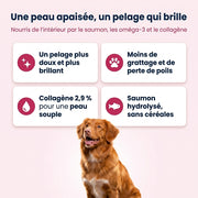 Canidreams Food - Peptide + Soins de la peau et du  pelage