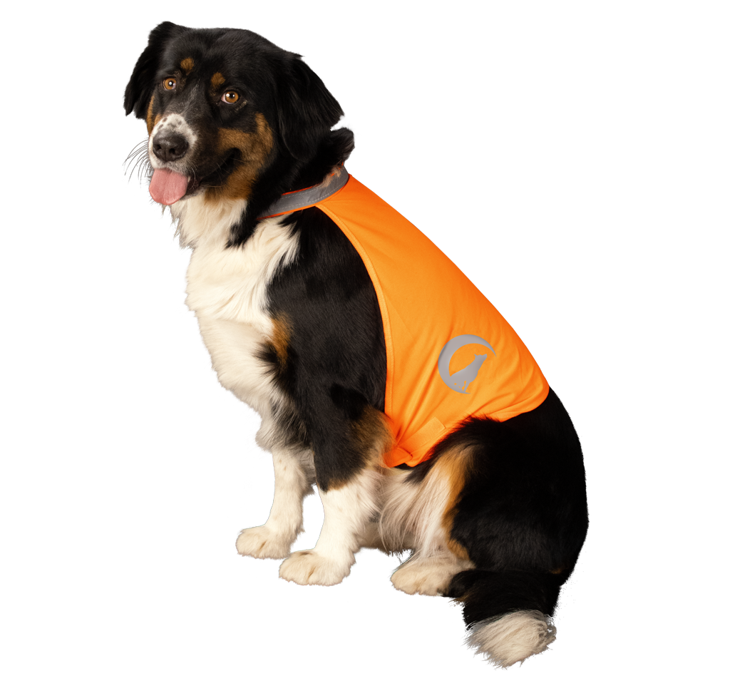 Gilet de sécurité pour chien avec Led - Nightwalk Orange