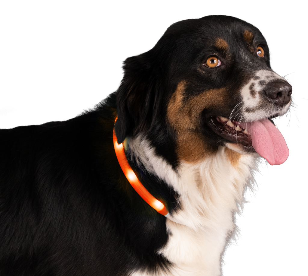 Collier de sécurité nocturne pour chien - Nightwalk