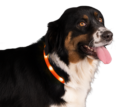 Collier de sécurité nocturne pour chien - Nightwalk