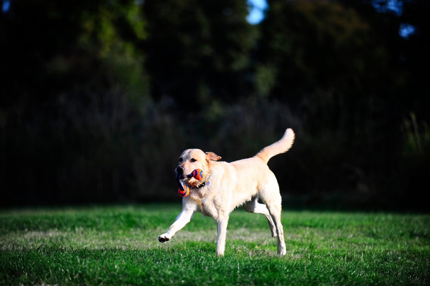 Balle avec corde pour chien - Chuckit Ultra Duo tug - Canidreams