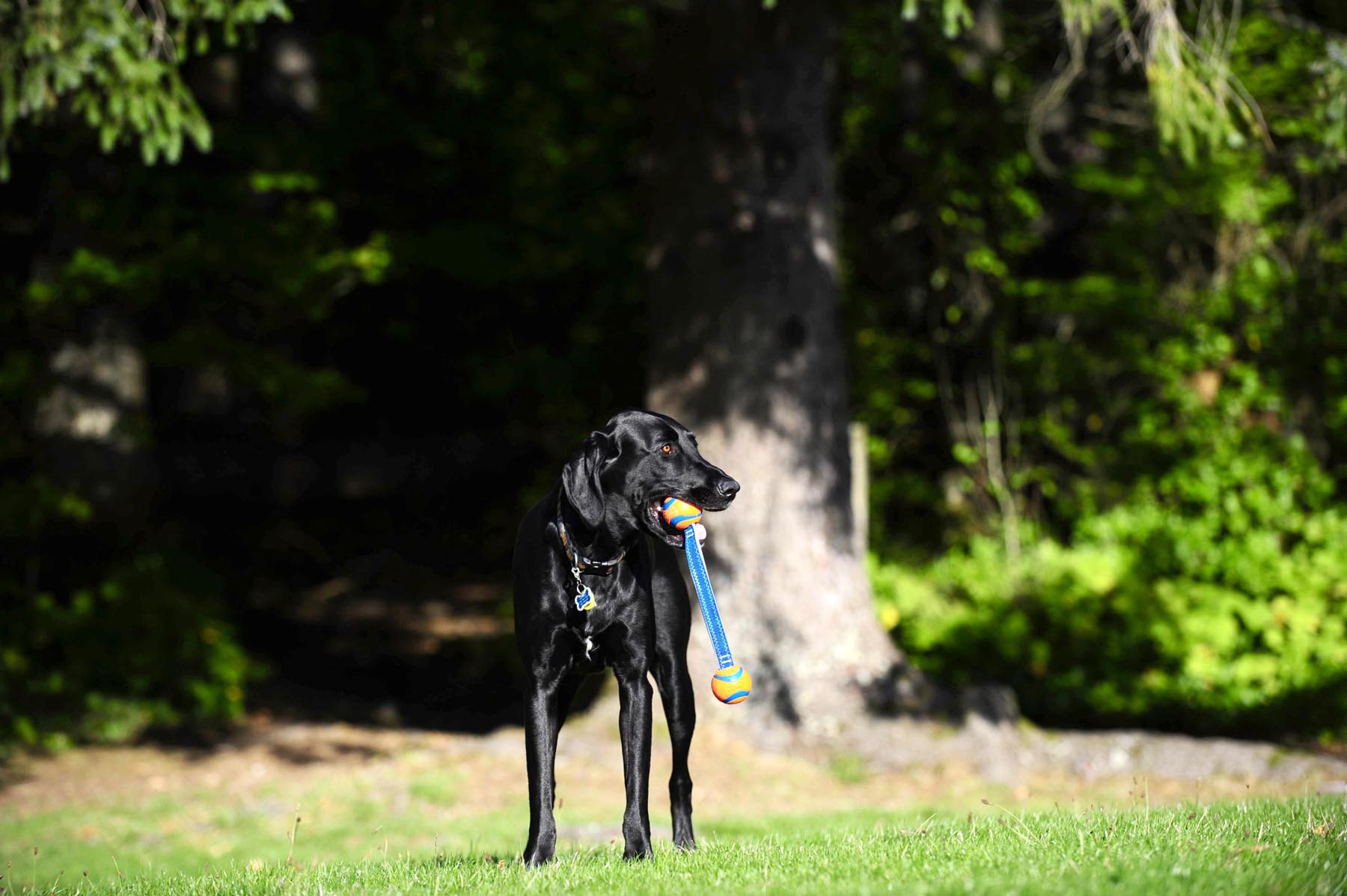 Balle avec corde pour chien - Chuckit Ultra Duo tug - Canidreams