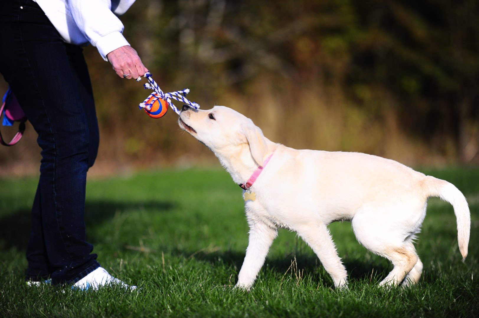 Balle avec corde pour chien - Chuckit Ultra Toss - Canidreams