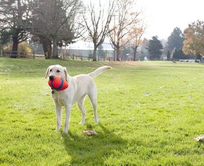 Balle de rugby pour chien - Chuckit Fumble Fetch - Canidreams