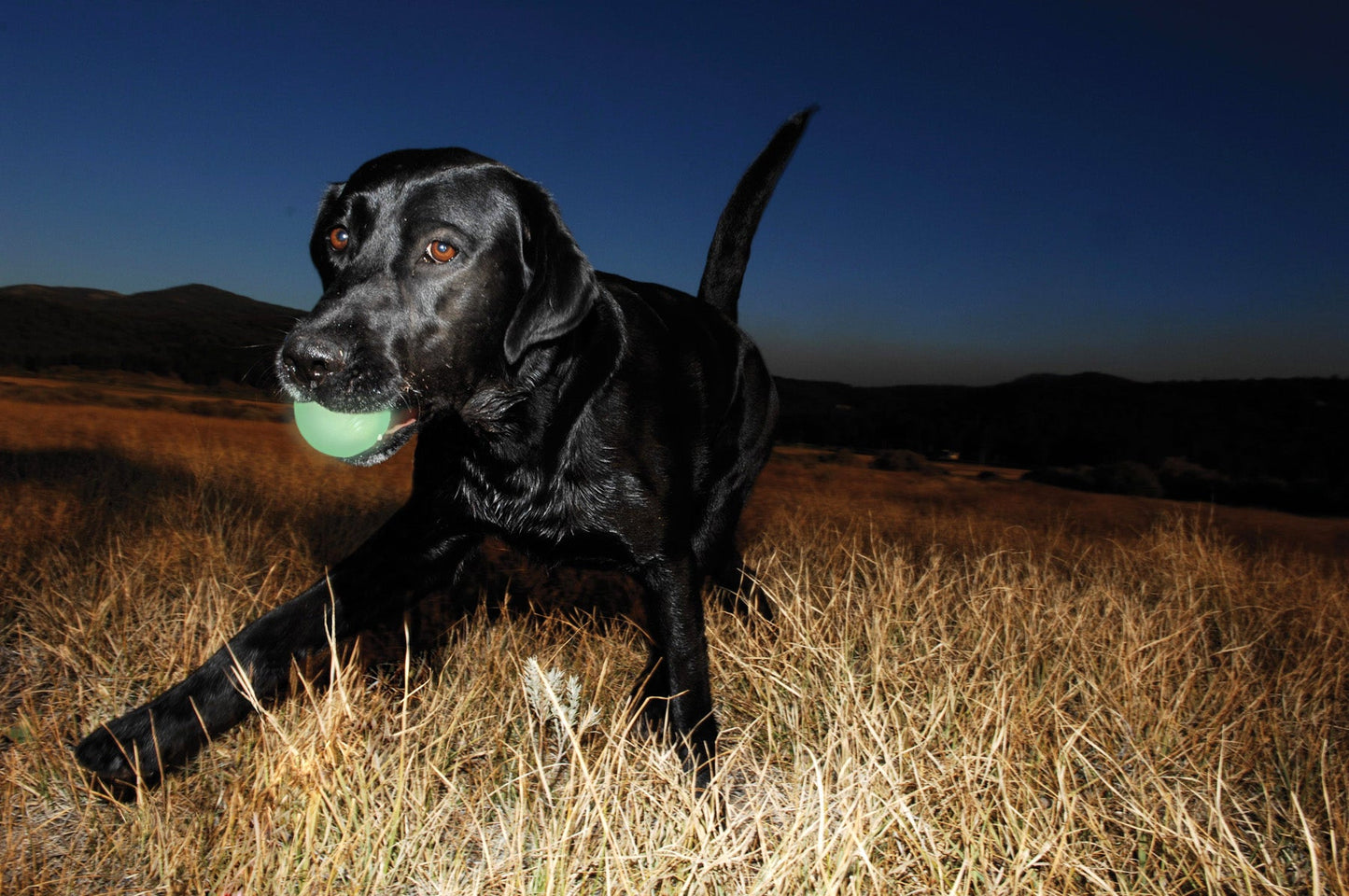 Balle lumineuse pour chien - Chuckit Max Glow - Canidreams