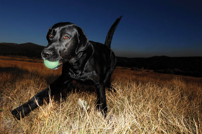 Balle lumineuse pour chien - Chuckit Max Glow - Canidreams